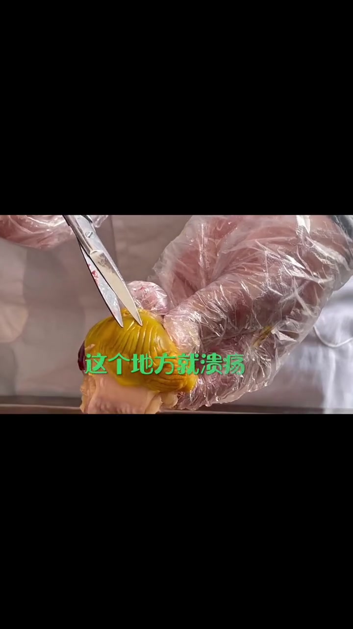 肉鸡实战技术分享 畜禽养殖 蛋鸡 蛋鸡养殖