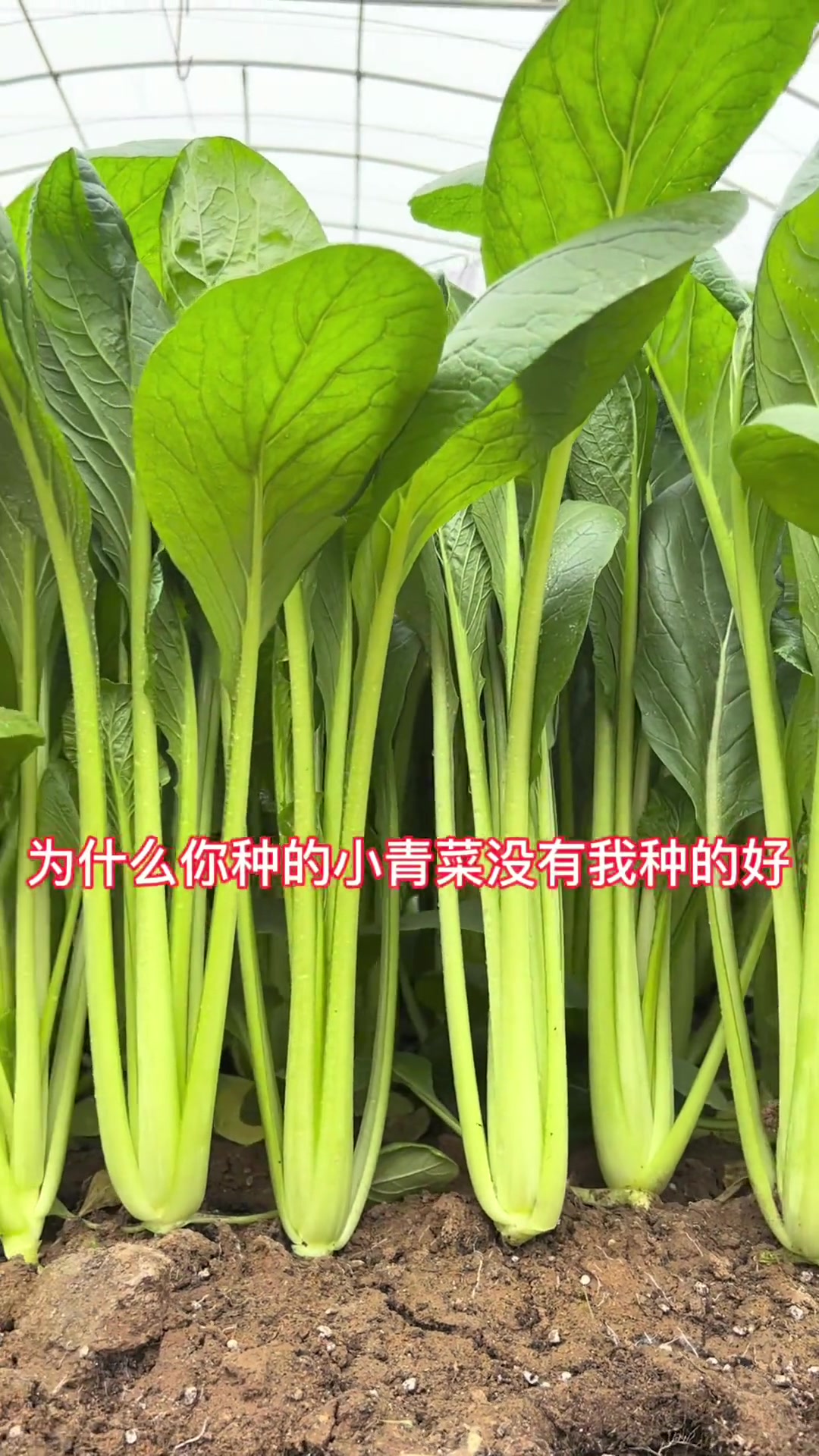 今天教大家小青菜的种植方法,简单又实用 来学农技