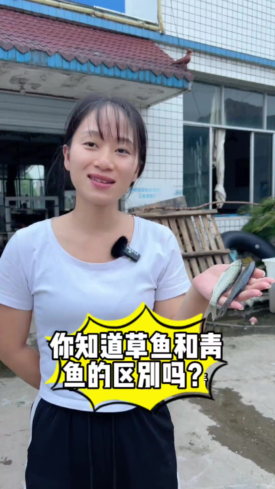 你知道草鱼和青鱼的区别吗？特种水产养殖