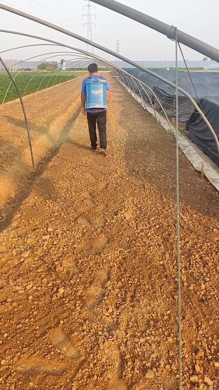 芹菜育苗 芹菜种植技术 农业种植技术