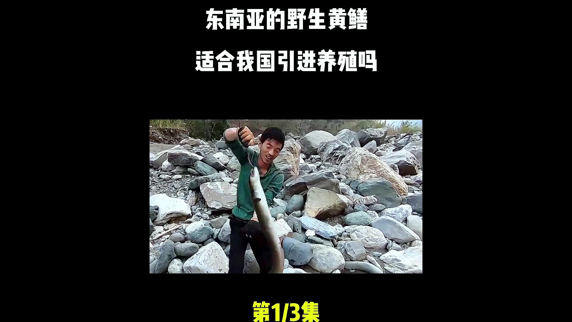 东南亚黄鳝一条能长到30公斤,为什么这么大
