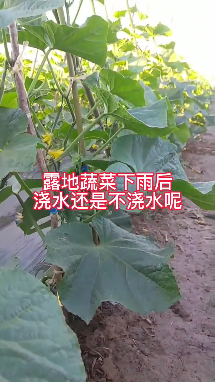 露地蔬菜种植 茄子种植 黄瓜种植 辣椒