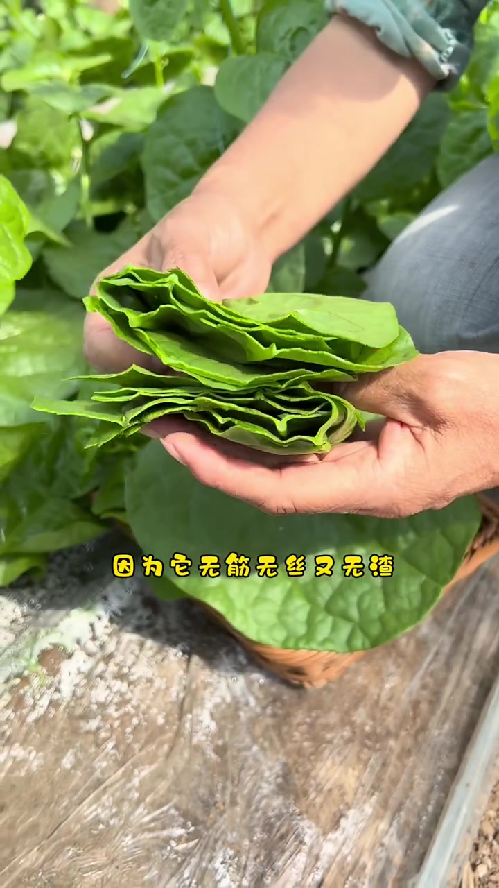 生吃 凉拌 热炒 涮火锅 做汤菜都好吃