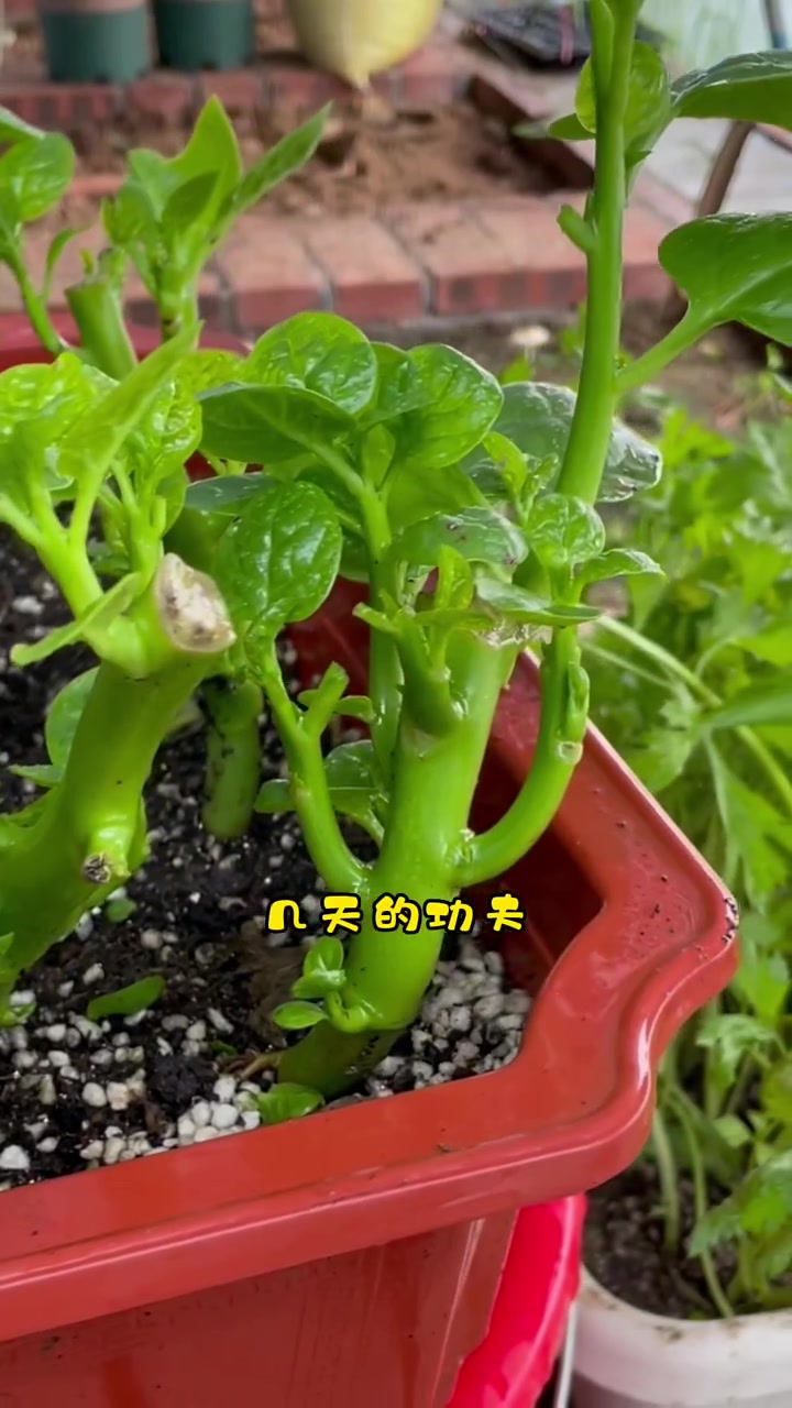 大叶木耳菜可以种子播种或者扦插都可以