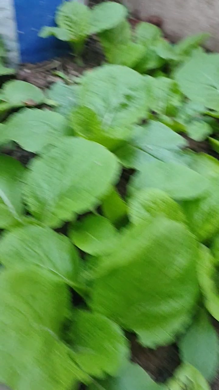 火凤凰白菜10天了