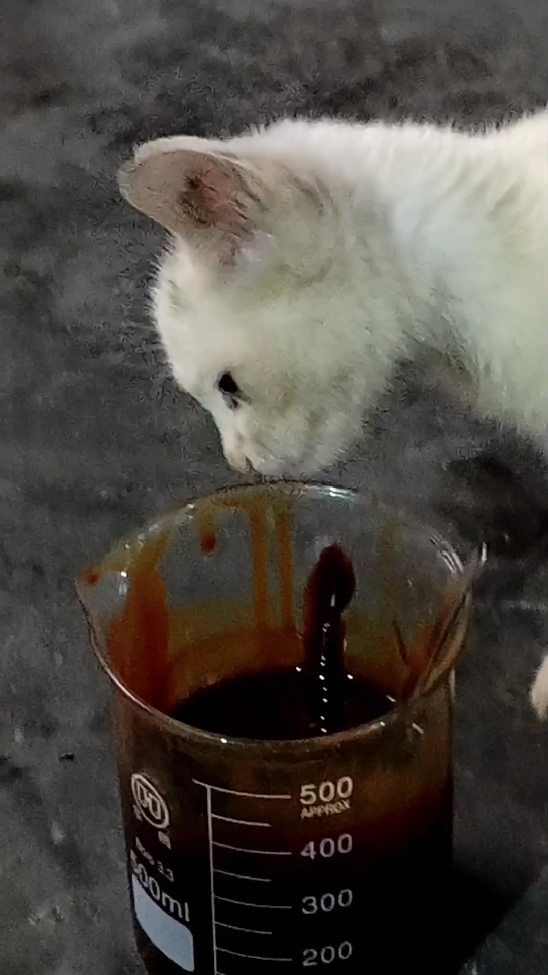 猫狗吃的鱼蛋白不一定是好的,但不吃的一定是不好的,您赞成吗?