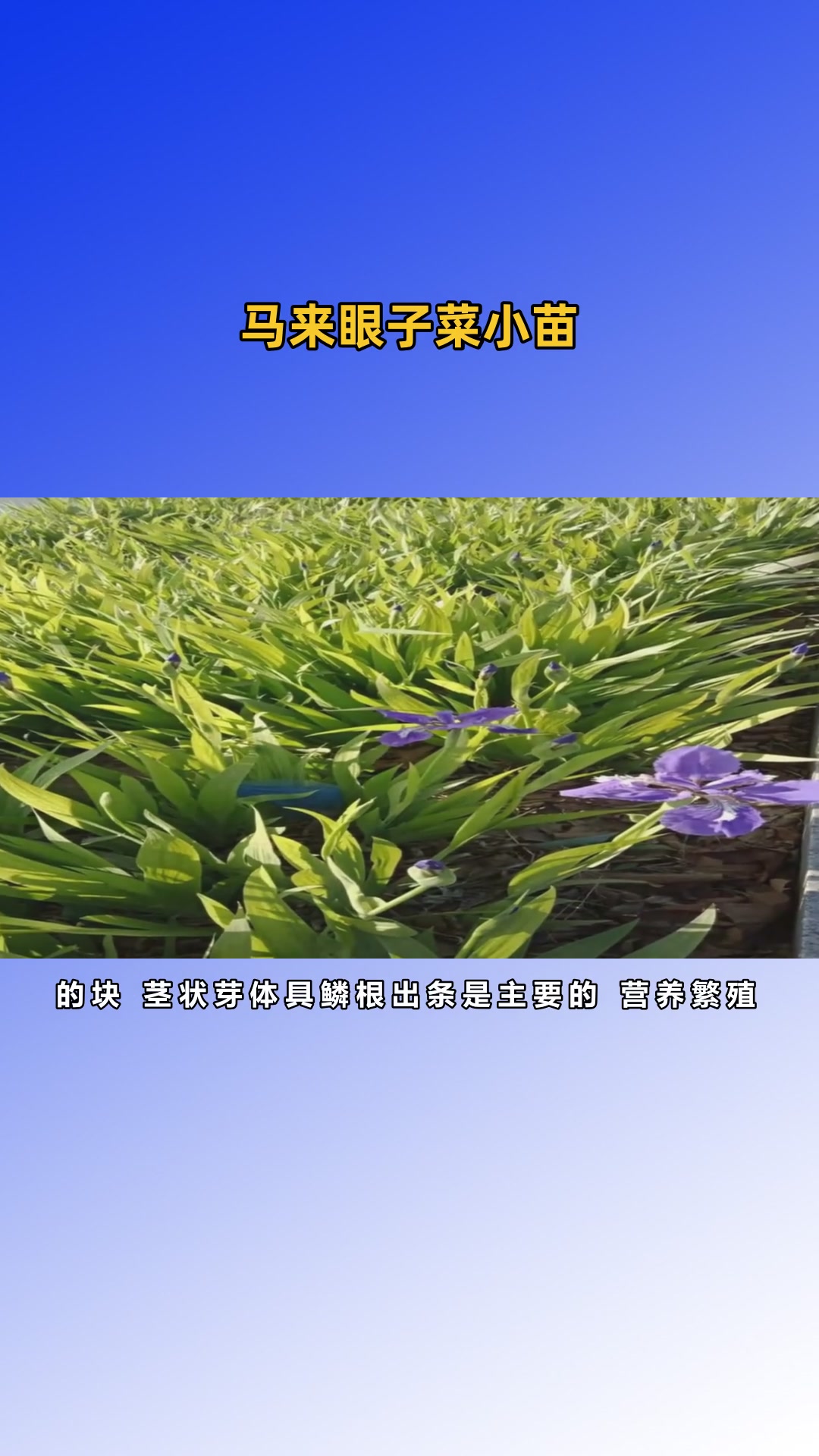 马来眼子菜苗优点