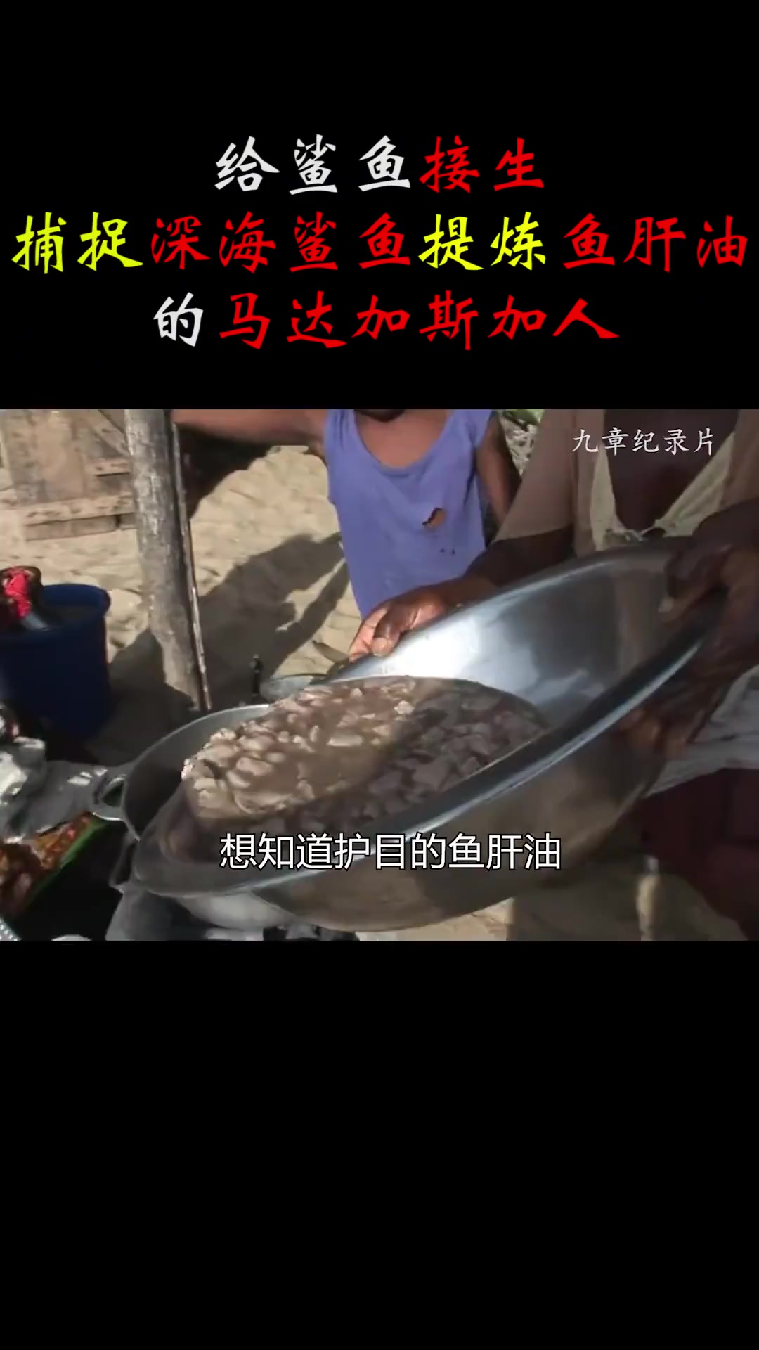 给鲨鱼接生,从中提炼鱼肝油的马达加斯加人