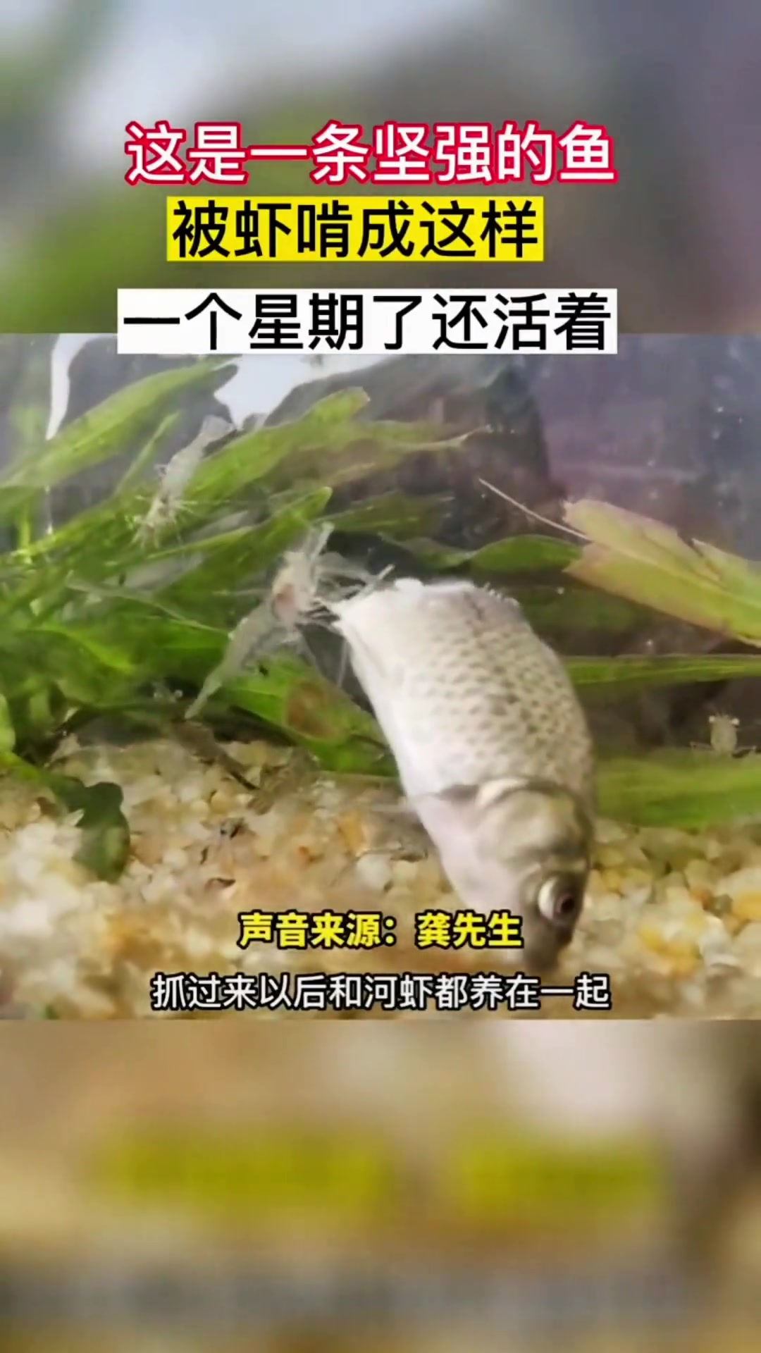 小虾欺大鱼 南都视野 鱼 虾