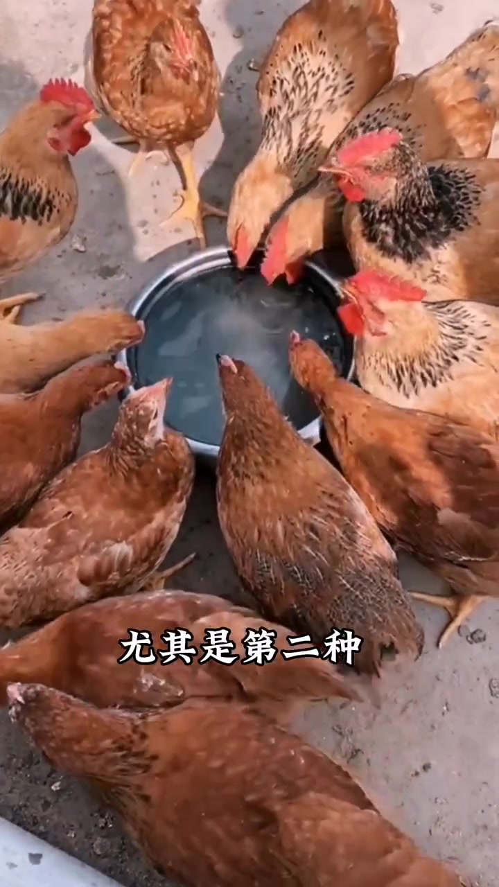 鸡嗉囊胀气 软嗉子 吐水是怎么回事?1分钟读懂不发愁