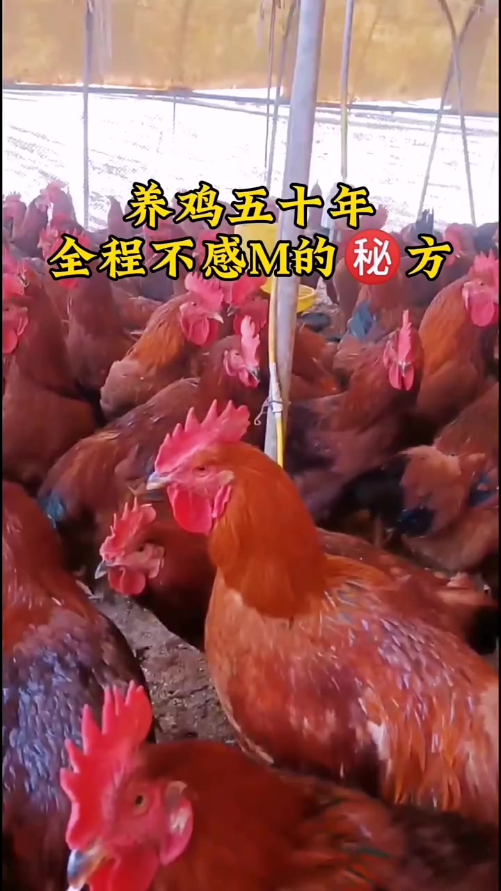 养鸡五十年全程不感冒方 养鸡小妙招 散养土鸡