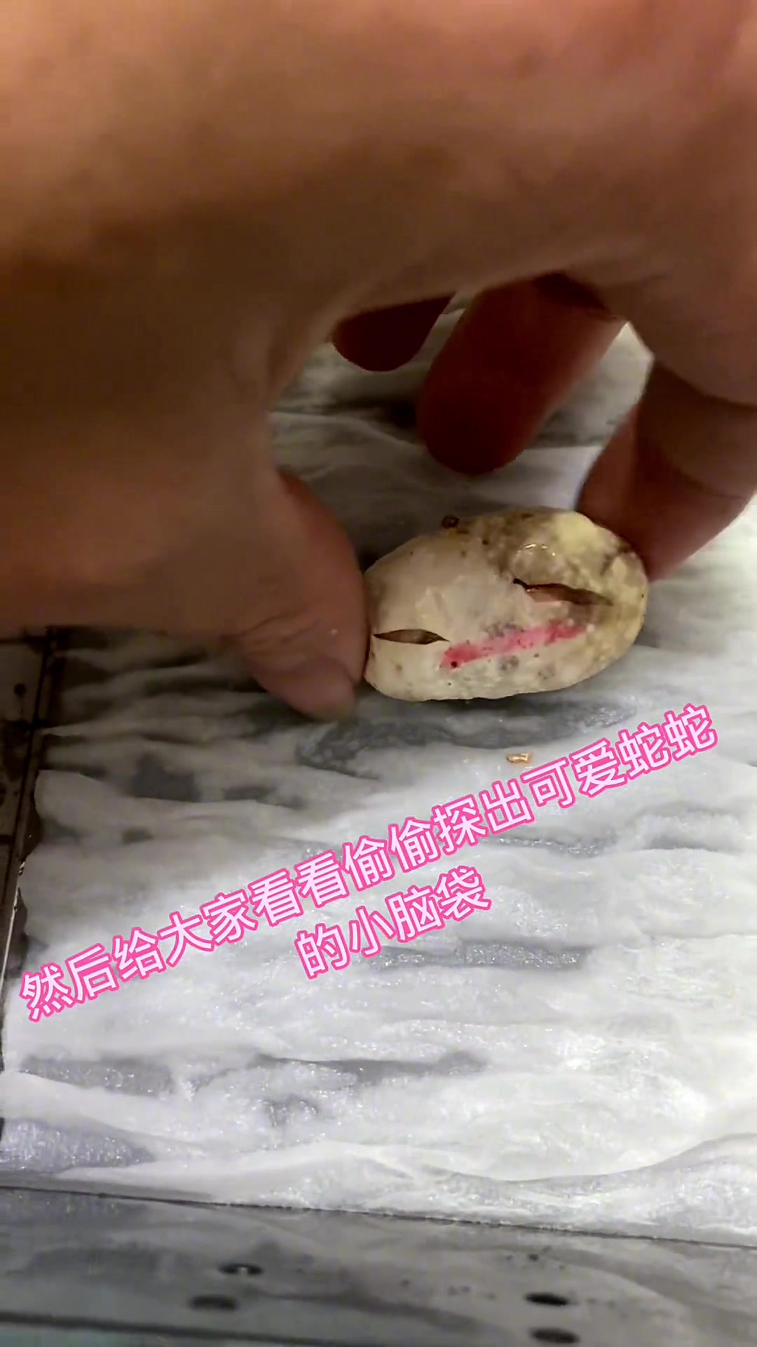 可爱的玉米蛇出生咯!