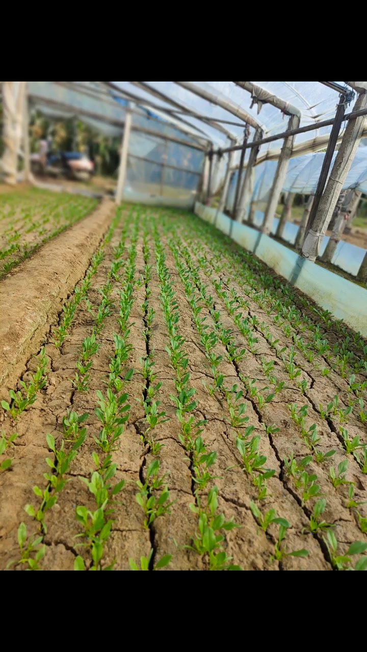 种菜必备神器,一勺一粒万能型蔬菜播种机最新款蔬菜播种机 蔬菜播种机光合创作者大会