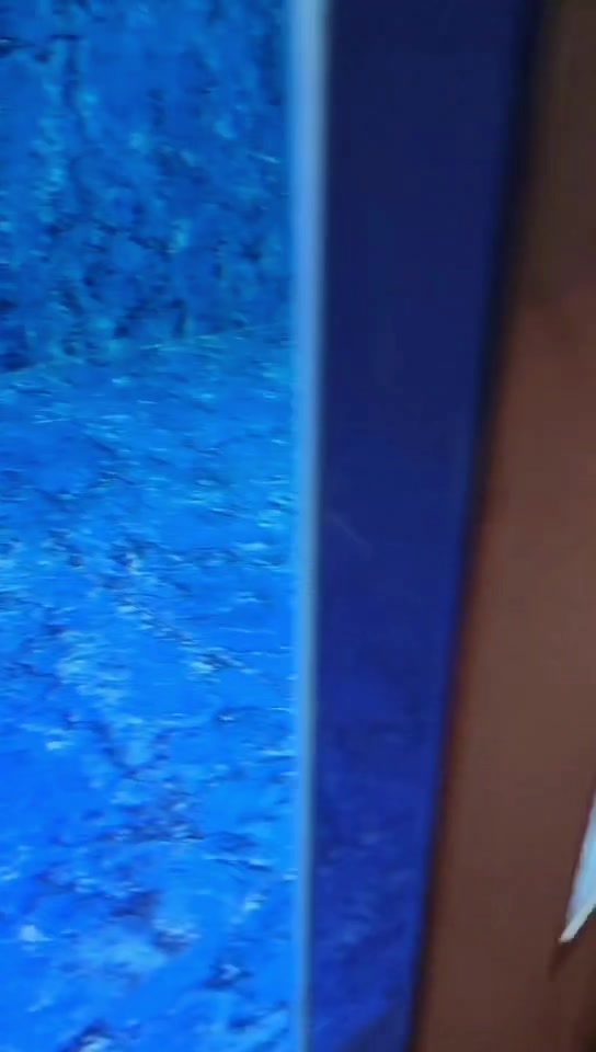 腾缸出精品白子魟鱼