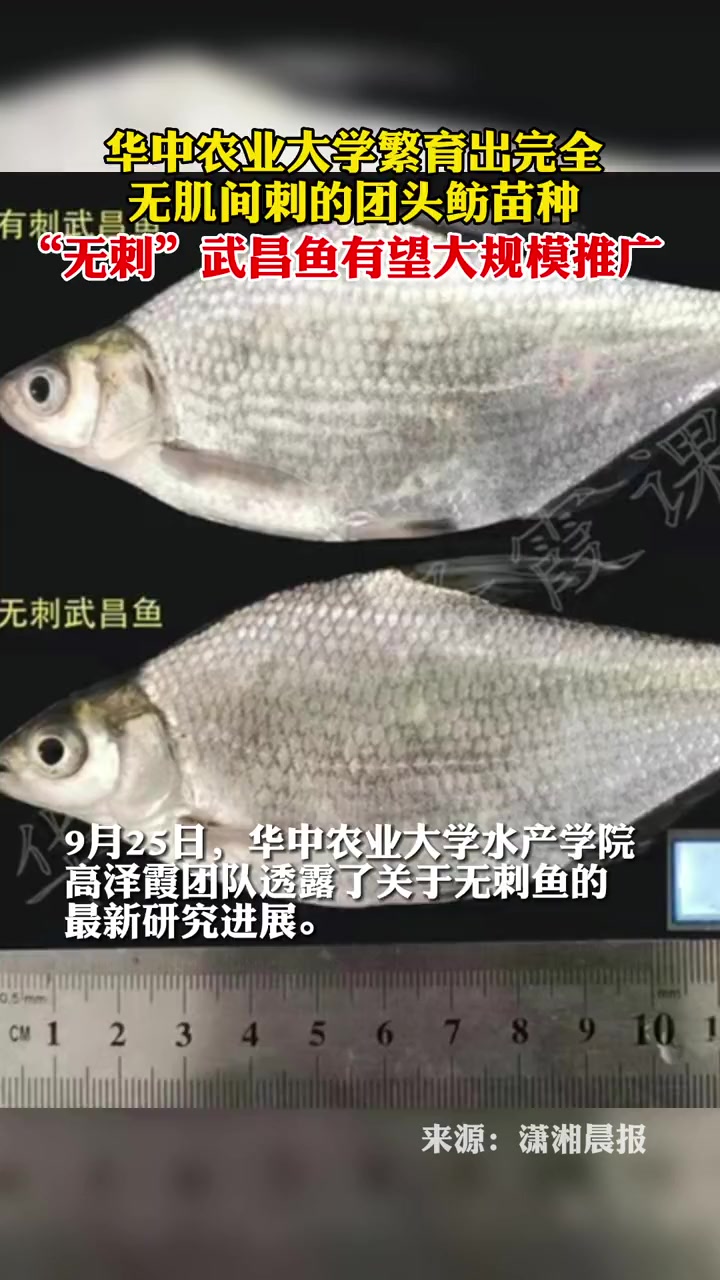 无刺武昌鱼有望上市,华中农业大学繁育出完全无肌间刺的团头鲂苗种