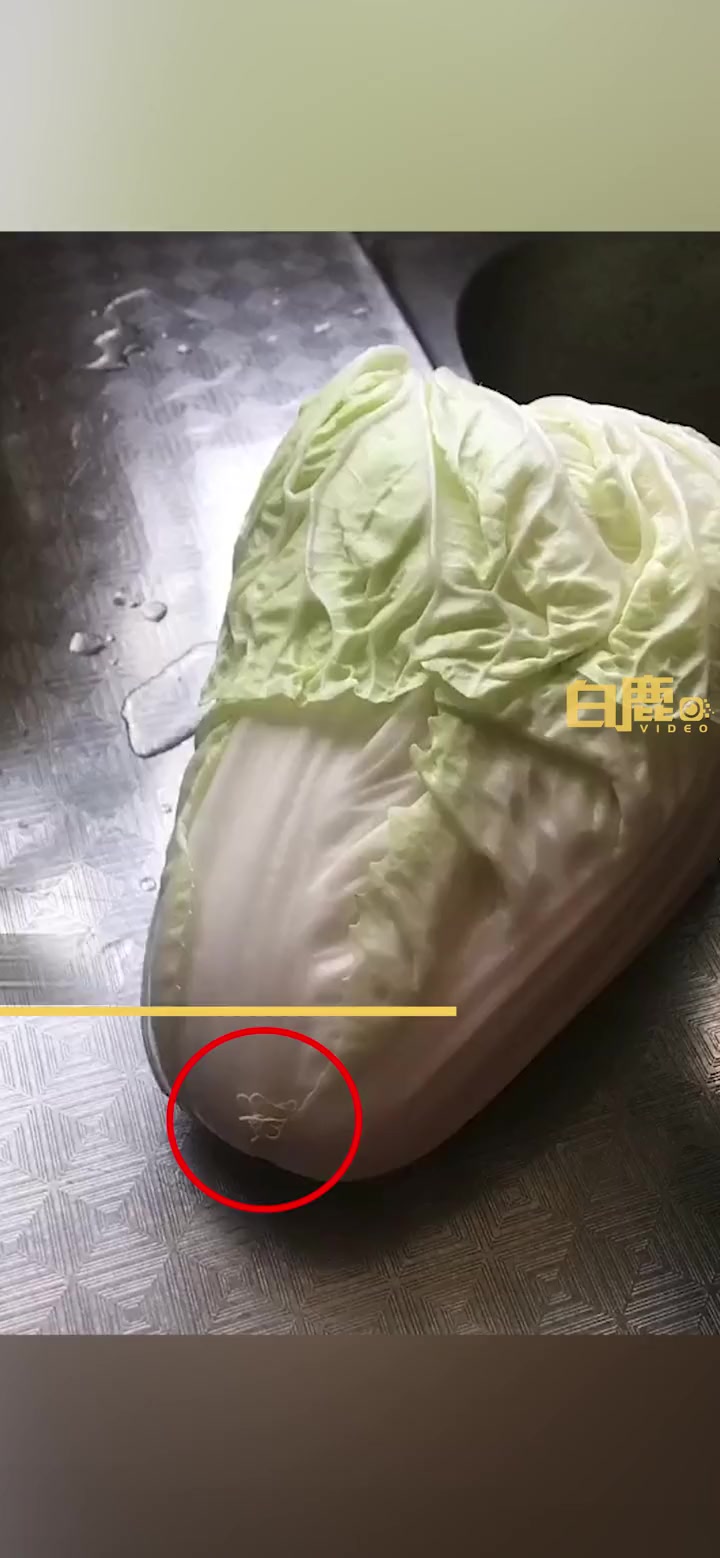 女子洗白菜发现根部有两条线虫 线虫 白菜