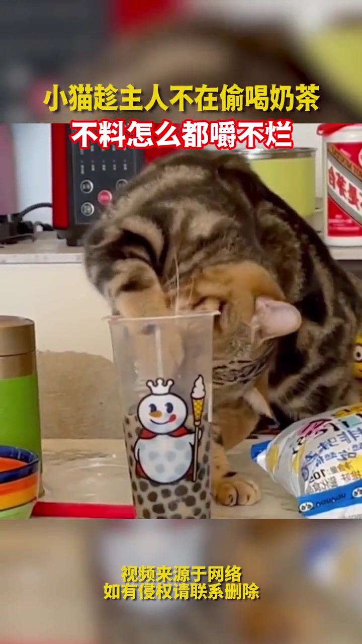 小猫趁主人不在偷喝奶茶,不料怎么都嚼不烂。社会百态 猫咪