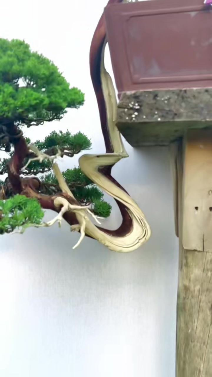 百年真柏,悬崖刀片鱼