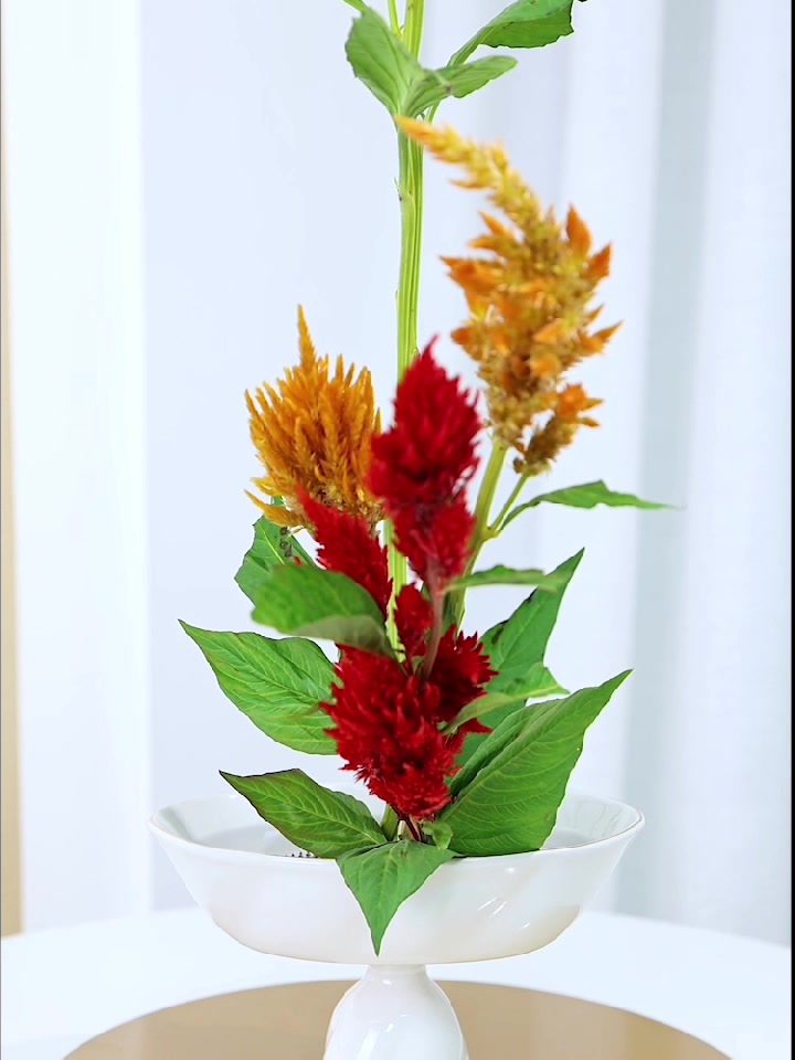 直立基本型:凤尾鸡冠花2种