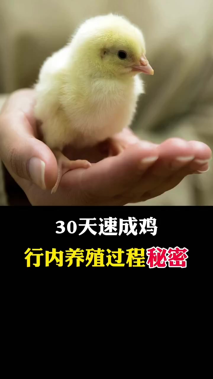 天速成鸡 行内养殖过程秘密 科普 涨知识 速成鸡