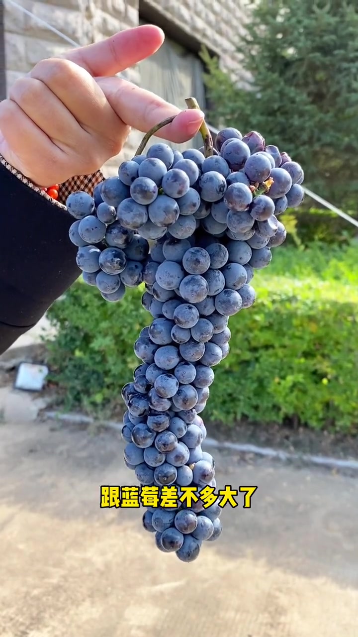 丰收啦,马鞍山的葡萄丰收啦 葡萄酒 酒庄 赤峰 +小助手