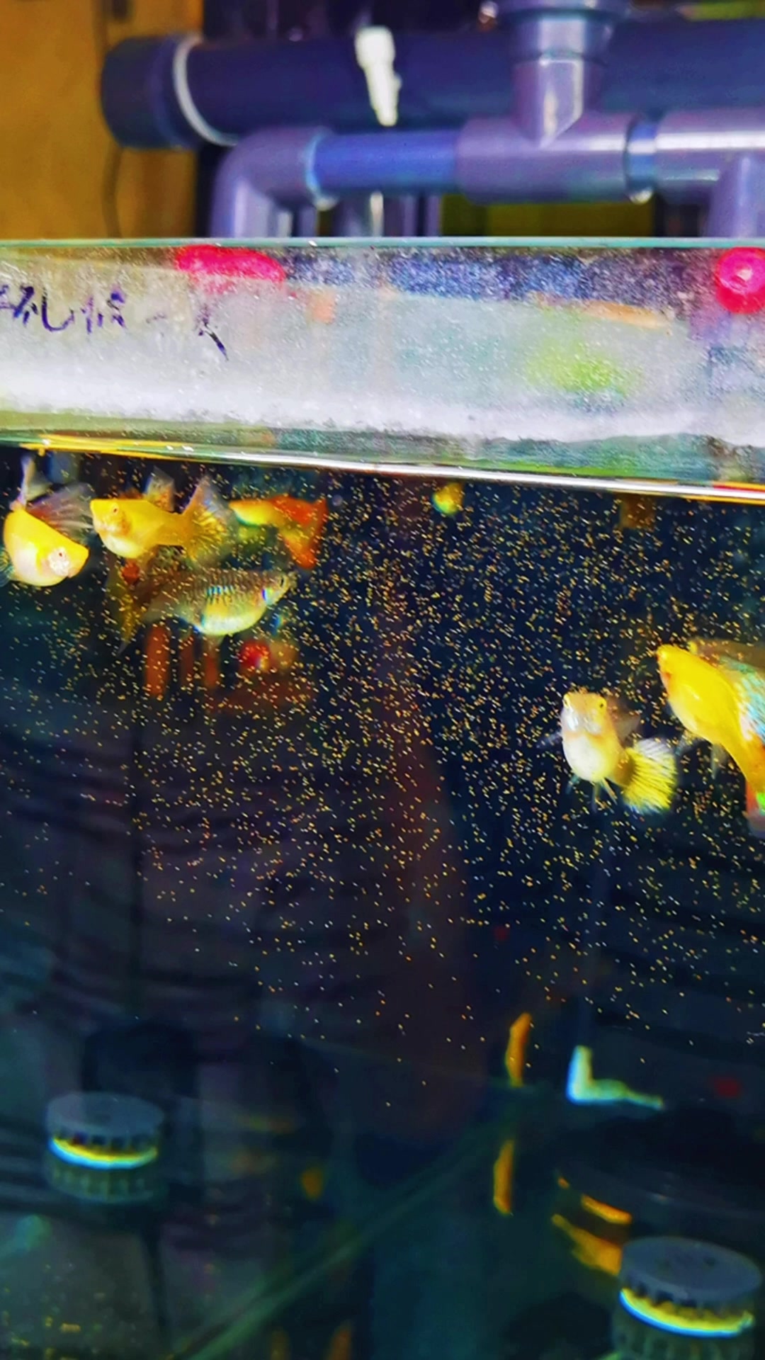 漂亮的琉璃马赛克孔雀鱼。艳丽缤纷