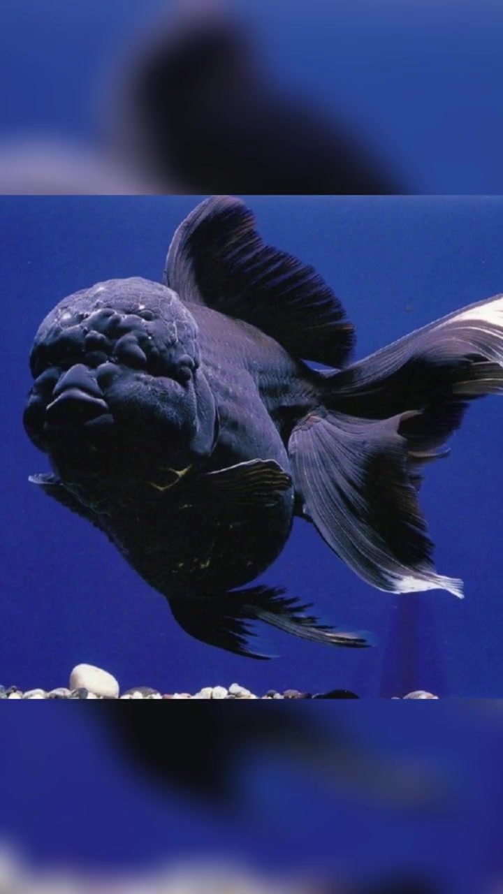 第232集|这是黑狮头金鱼,其外形独特,长得有点像黑莓 大千世界 科普知识