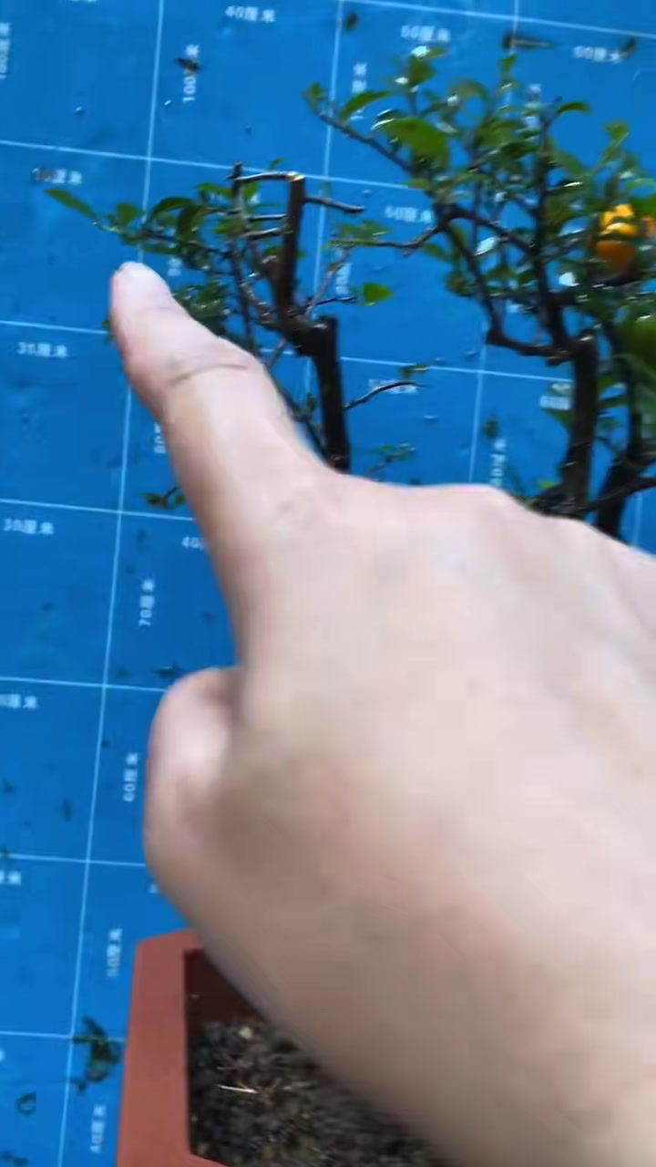 小叶四季果:高43,根宽11,单杆径2-3,盆径30,