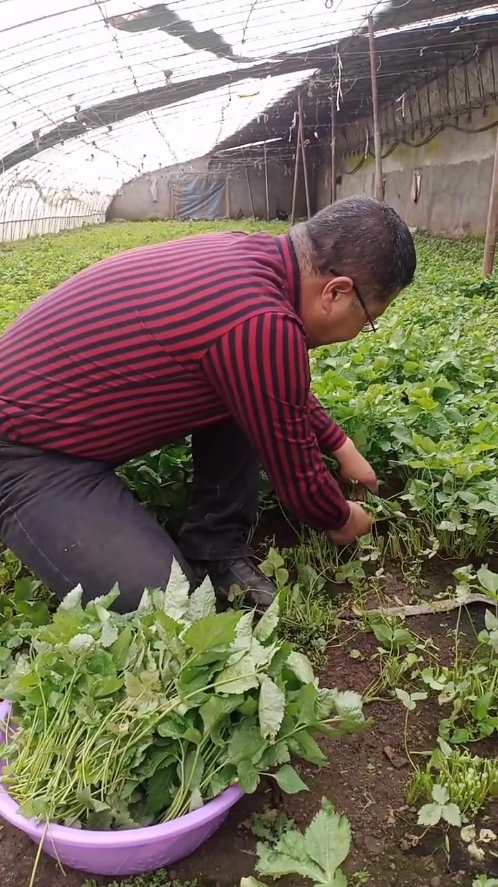 林地生金之山野菜大叶芹项目。光合创作挑战赛
