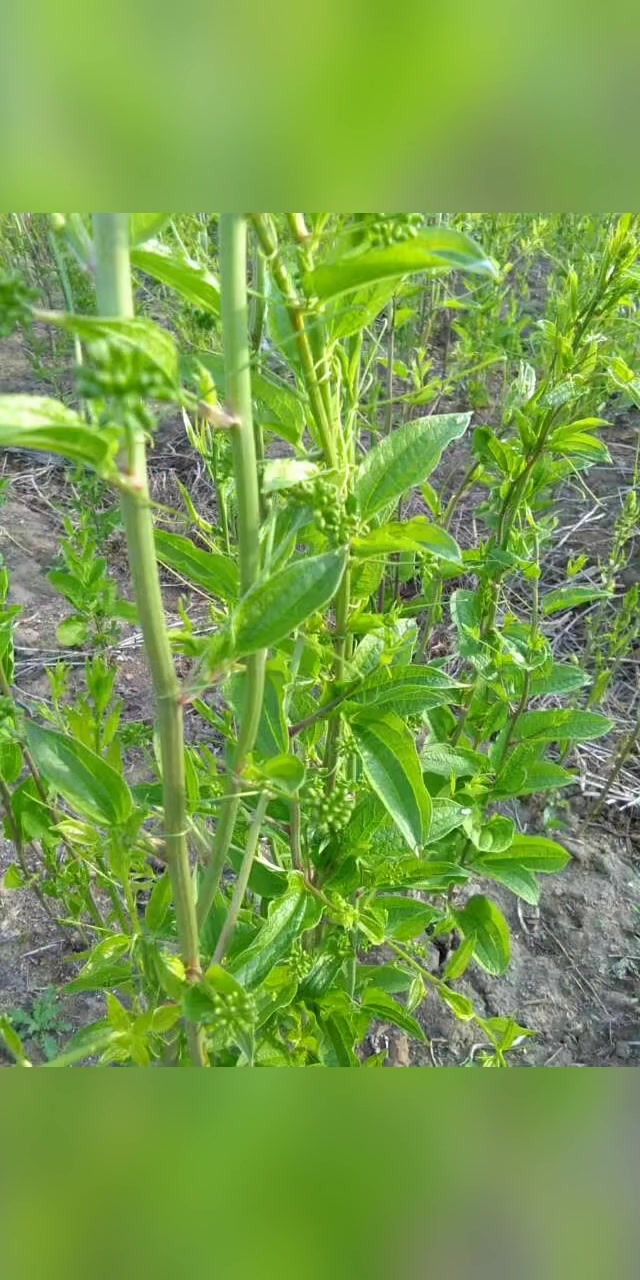 龙须菜是非常珍贵的山野菜，可以在林下套种，也可以露地栽培