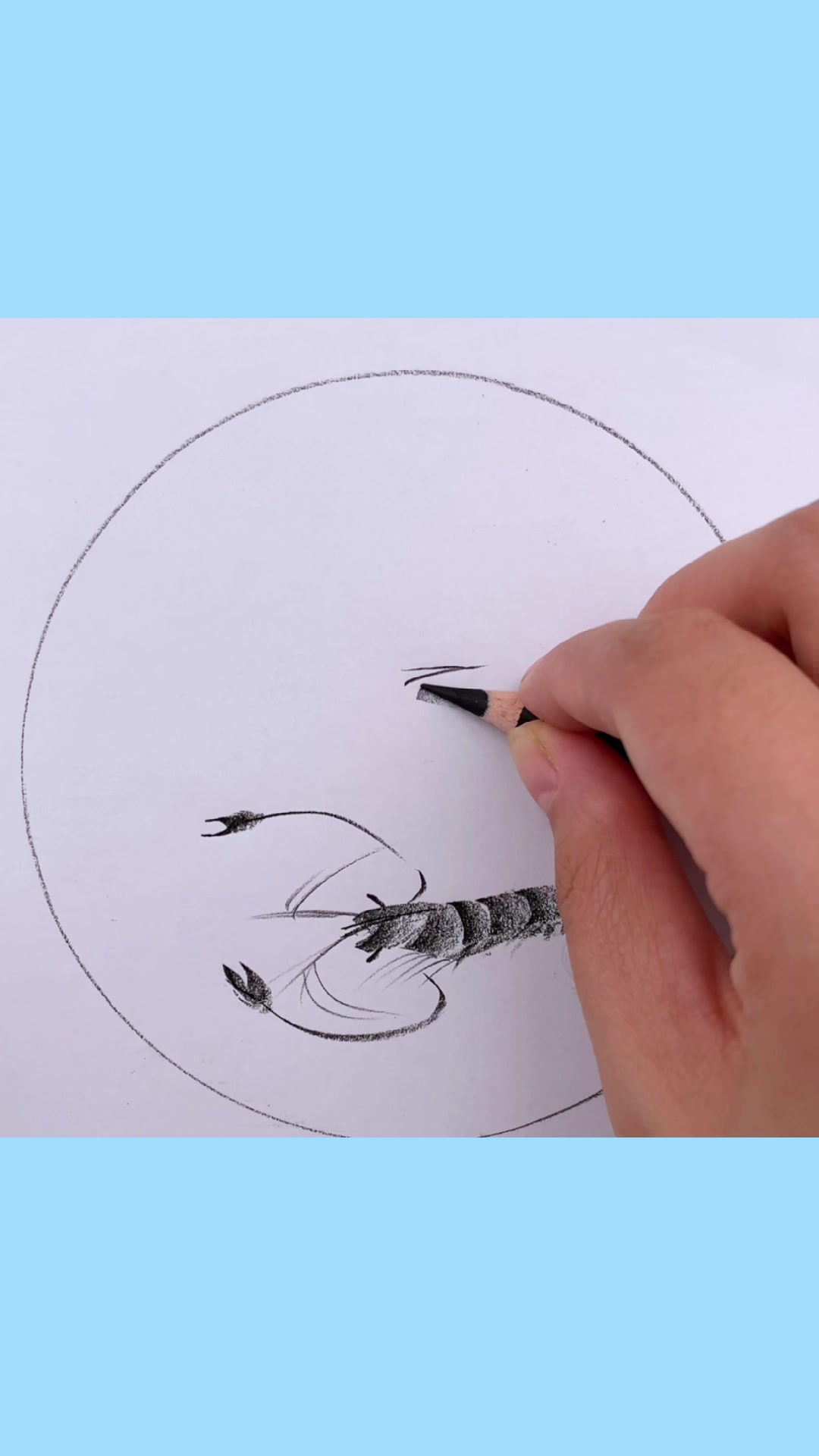 简笔画-河虾的简单画法