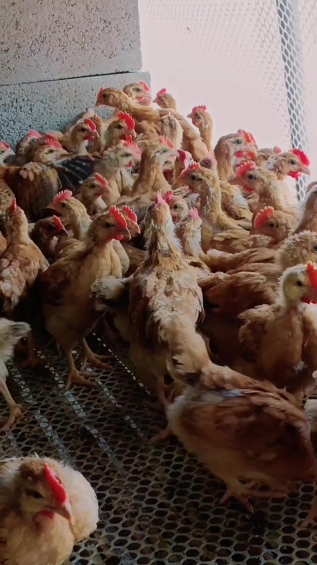 红玉380,过年过节送礼必备