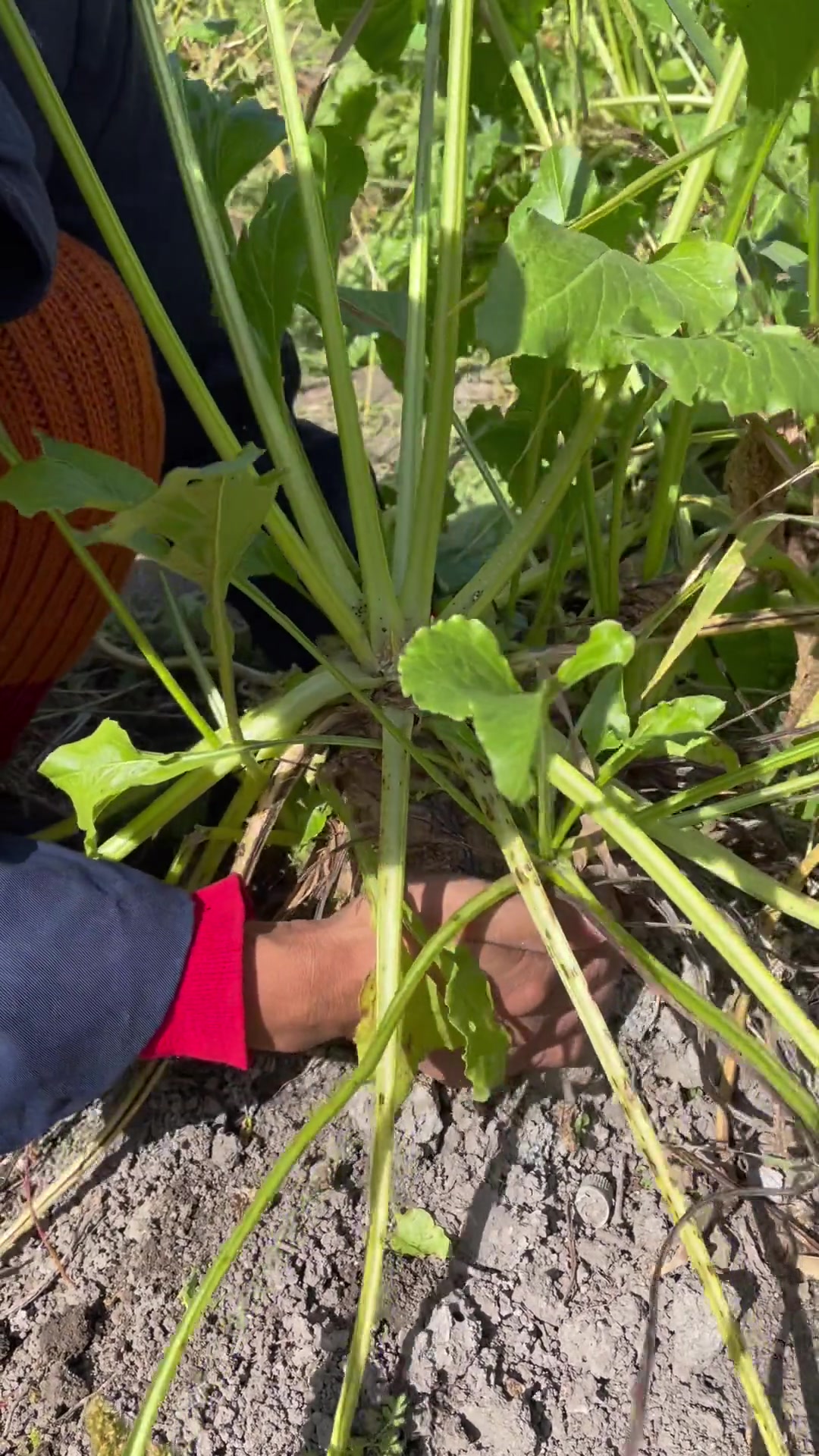 记录我的农村生活 新农村计划2022 甜菜对于60、70后的东北朋友来说印象很深刻因为那个