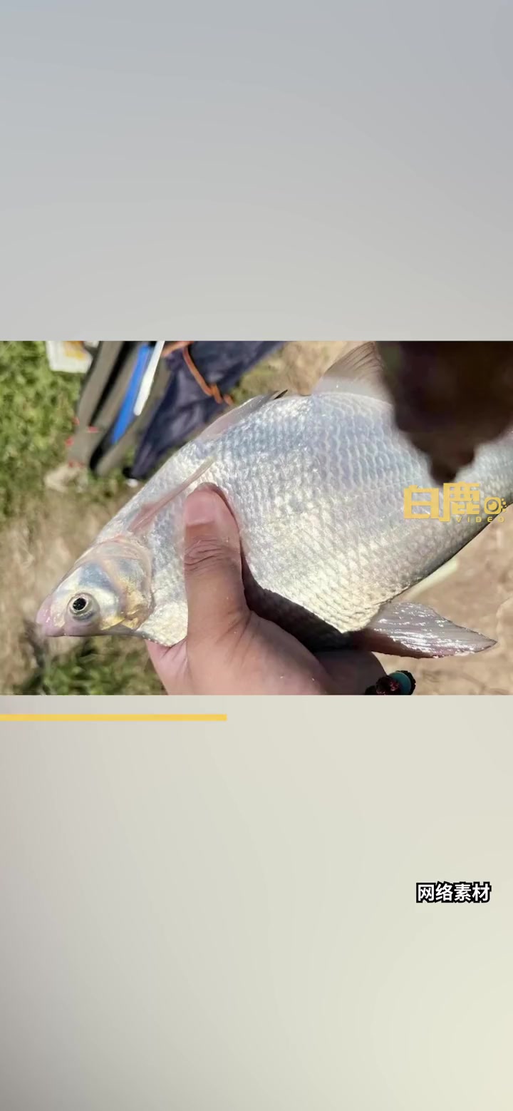 女子为明目生吞鱼胆致急性肝衰竭 鱼胆 健康