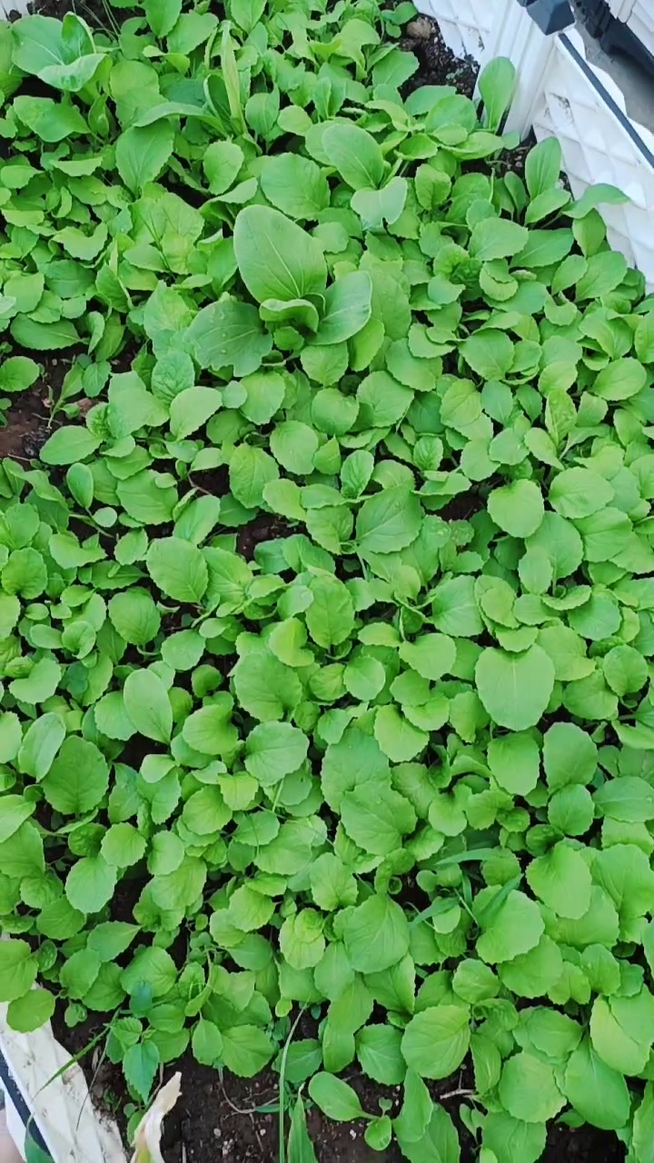 绿油油的一片小菜苗
