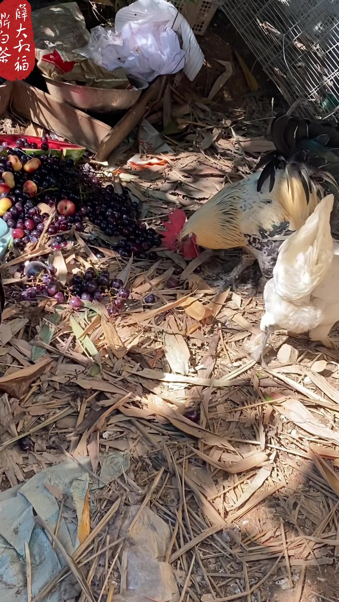 每天吃水果吃到吐的无量山乌骨鸡