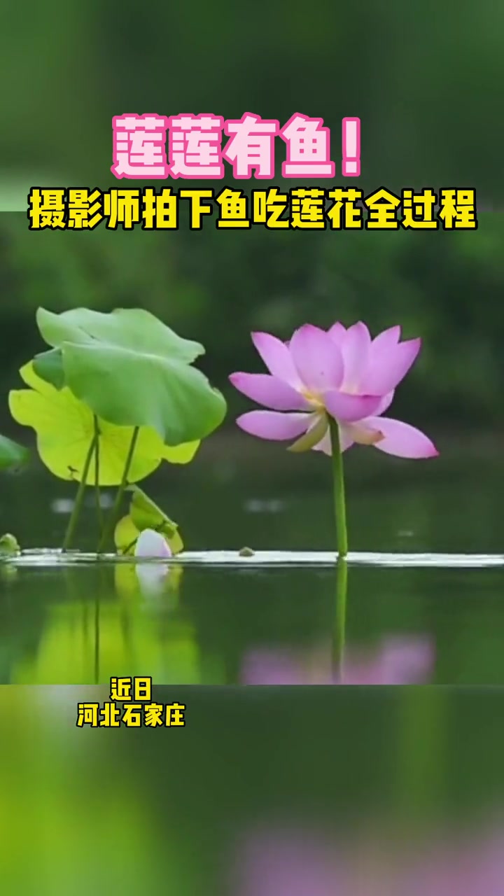 摄影师拍下鱼吃莲花全过程 生动新奇