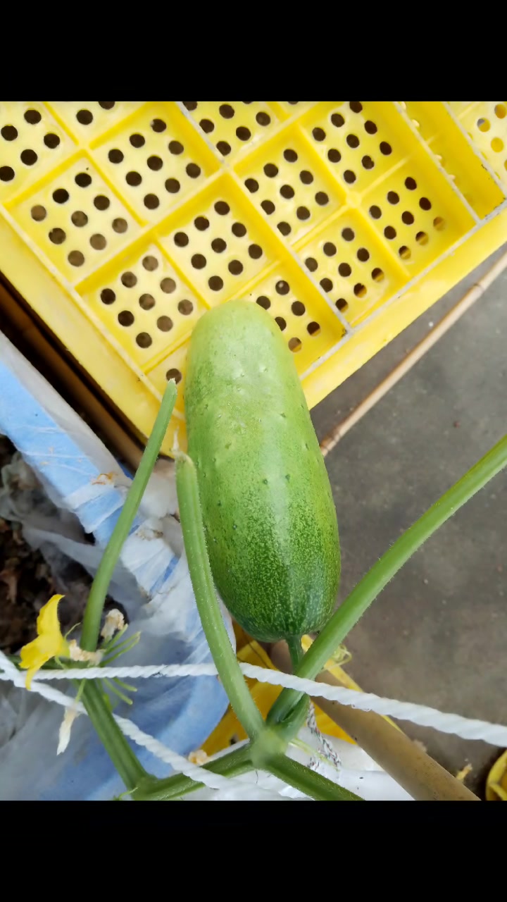 翻到夏天种的那些瓜果蔬菜图片,满满的成就感