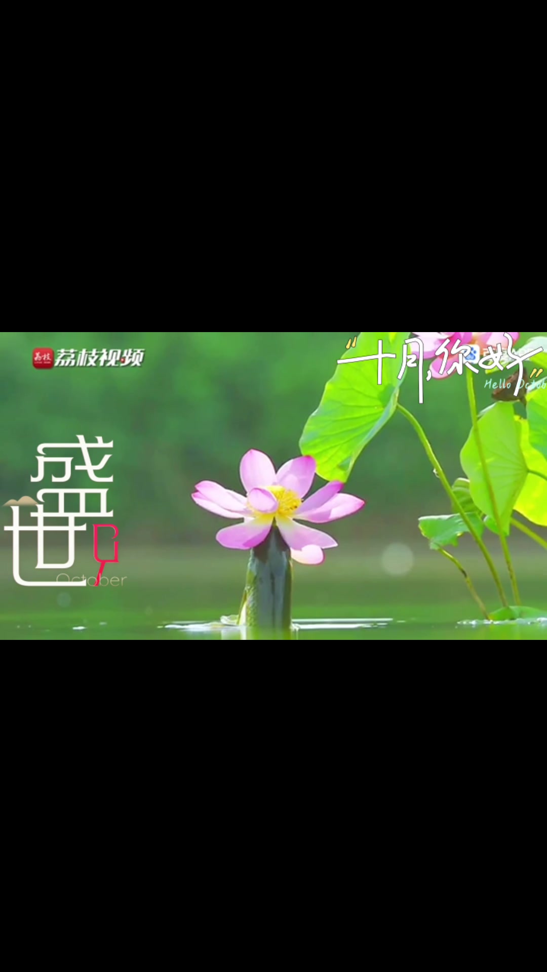 您见过鱼儿吃荷花吗?喏,鱼儿采花的全过程被记录下来了!