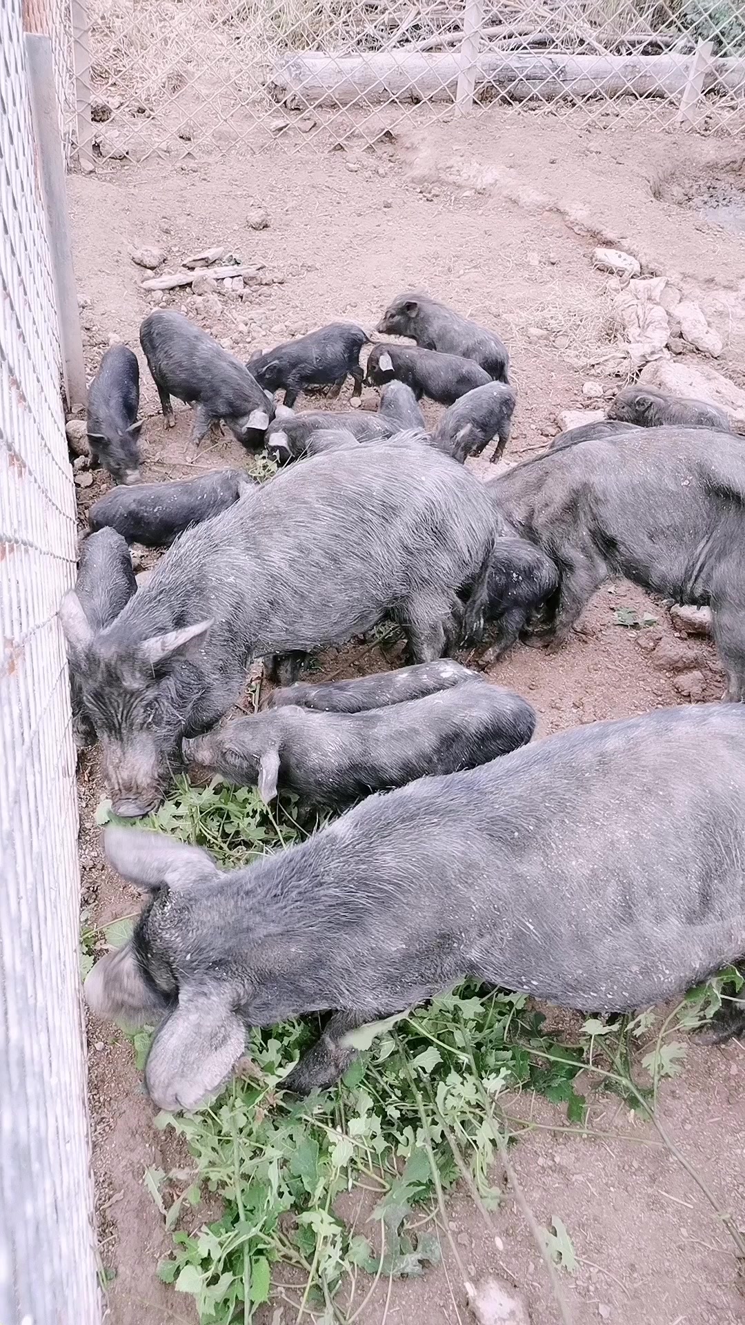 生态散养藏香猪肉质特别好