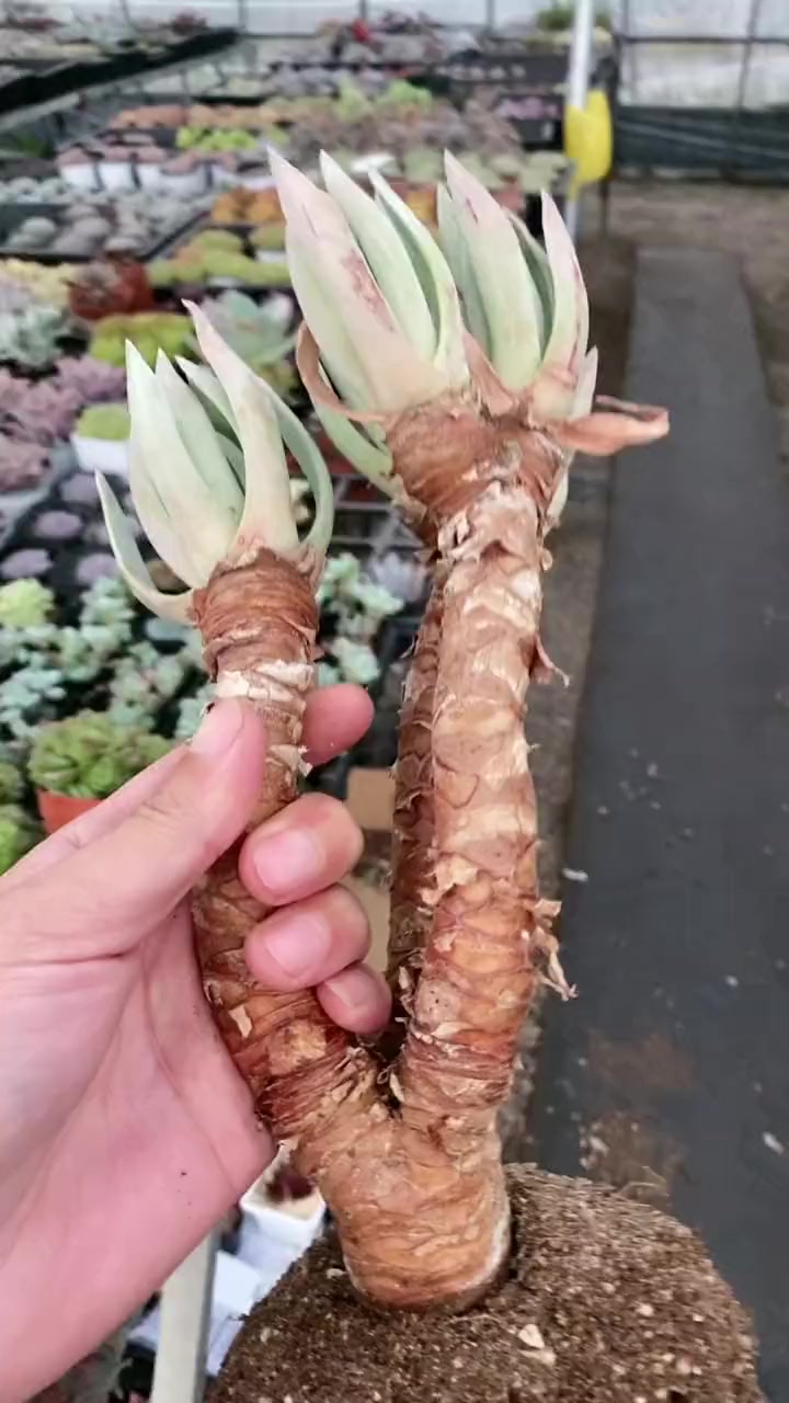 多肉糖雪怎么控养成老桩子。#多肉植物 #花卉绿植