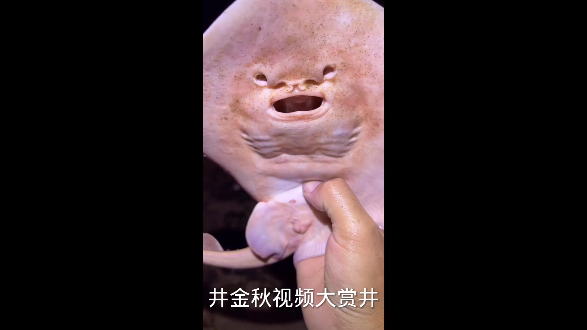 多美的风景娃娃鱼