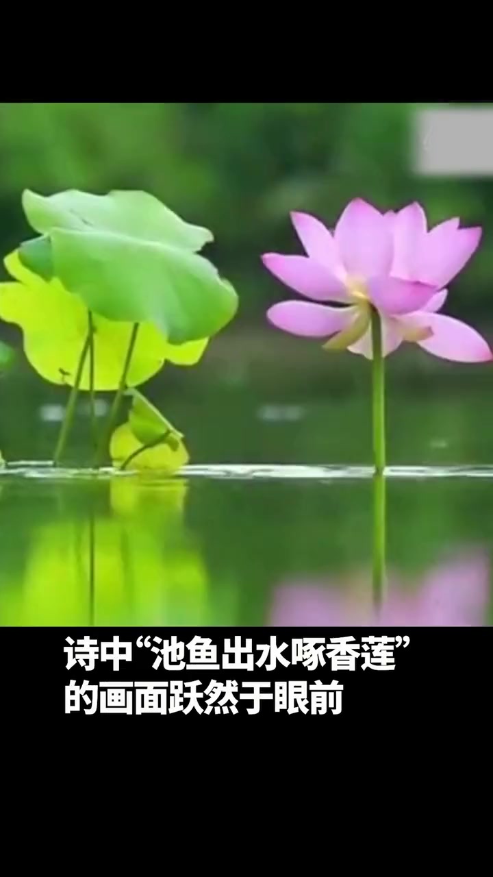 近日,河北石家庄,一荷塘里鱼吃荷花的罕见画面被摄影师捕捉,“池鱼出水啄香莲”的画面跃然于眼