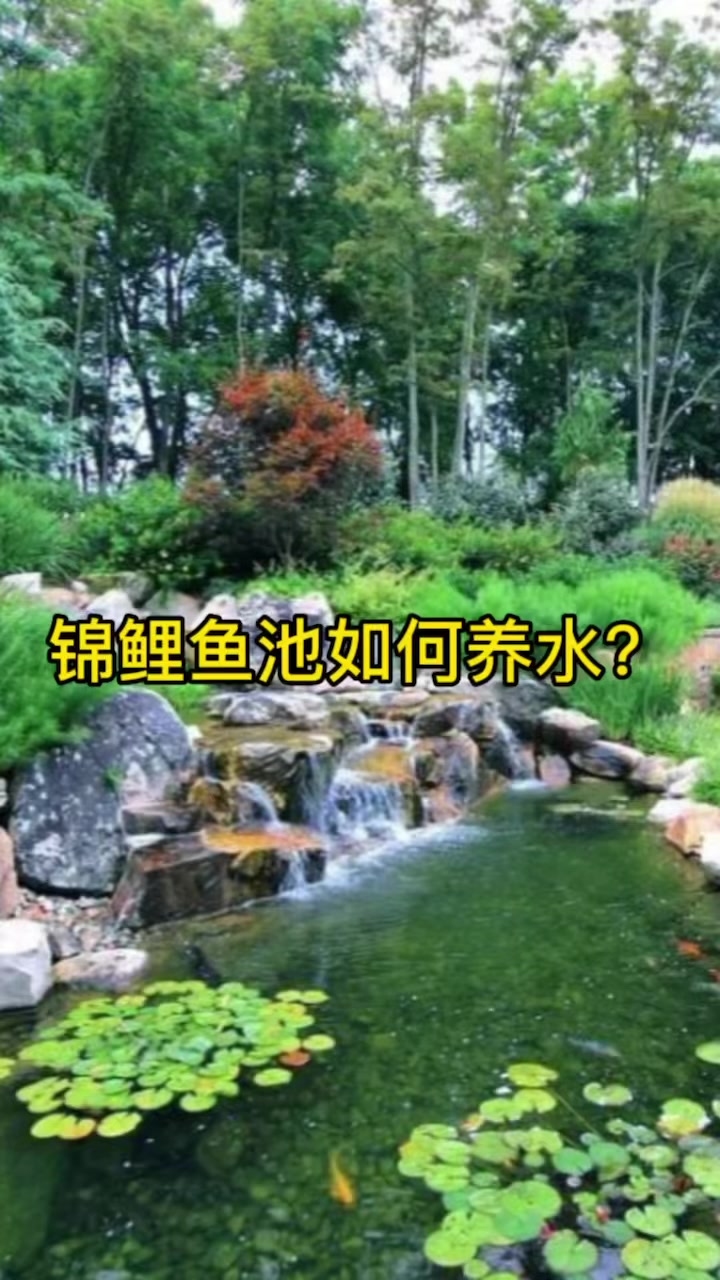锦鲤鱼池如何养水