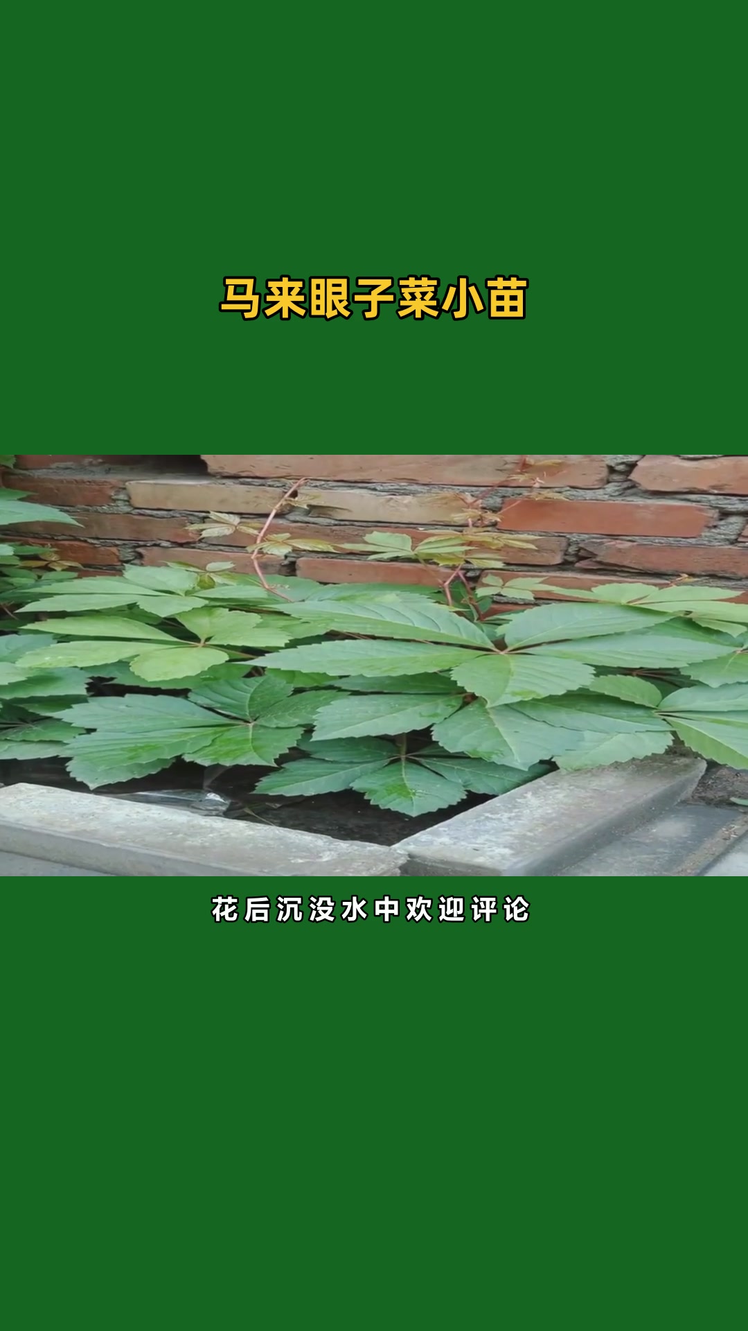 眼子菜优势