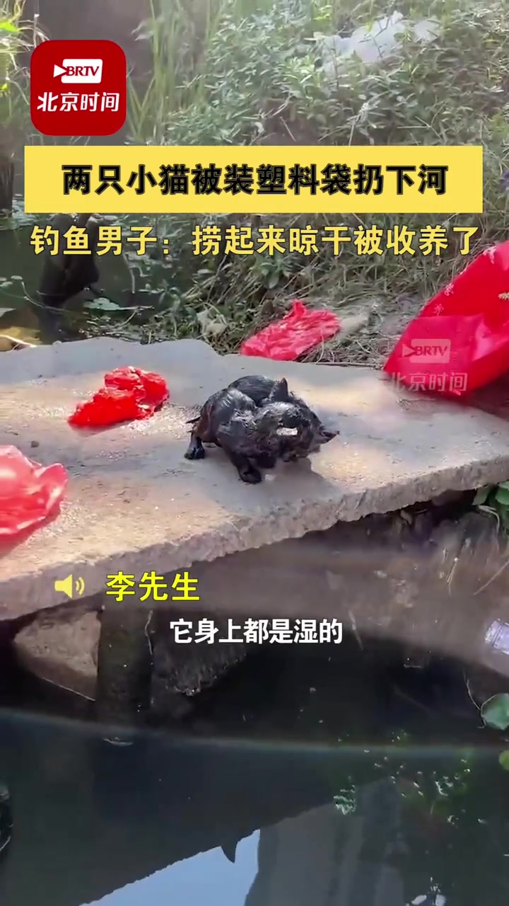 10月2日,江苏常州 两只小猫被装塑料袋扔下河 钓鱼男子:捞起来晾干被收养了