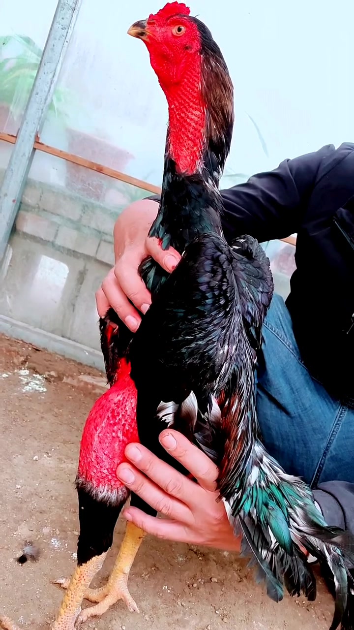 越南鬼子斗鸡打腿超碰