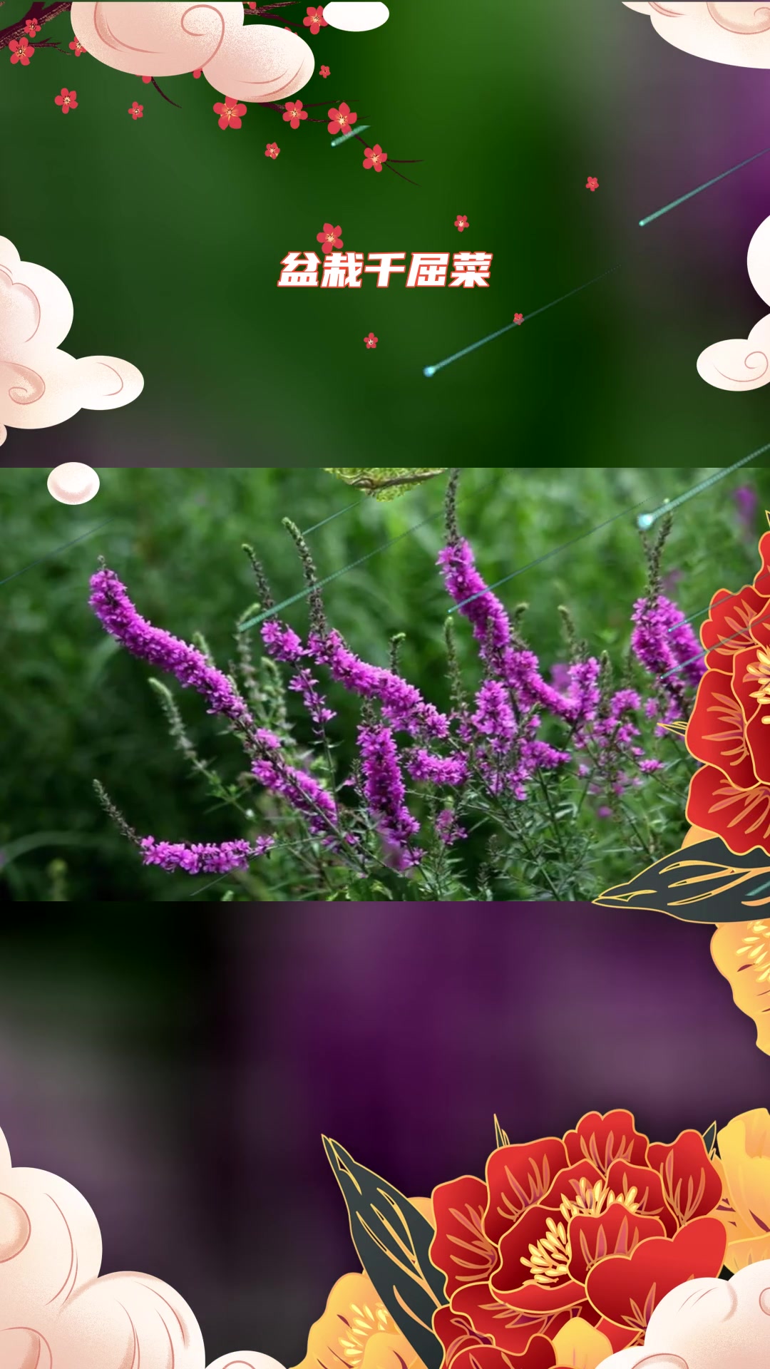 千屈菜苗种植基地