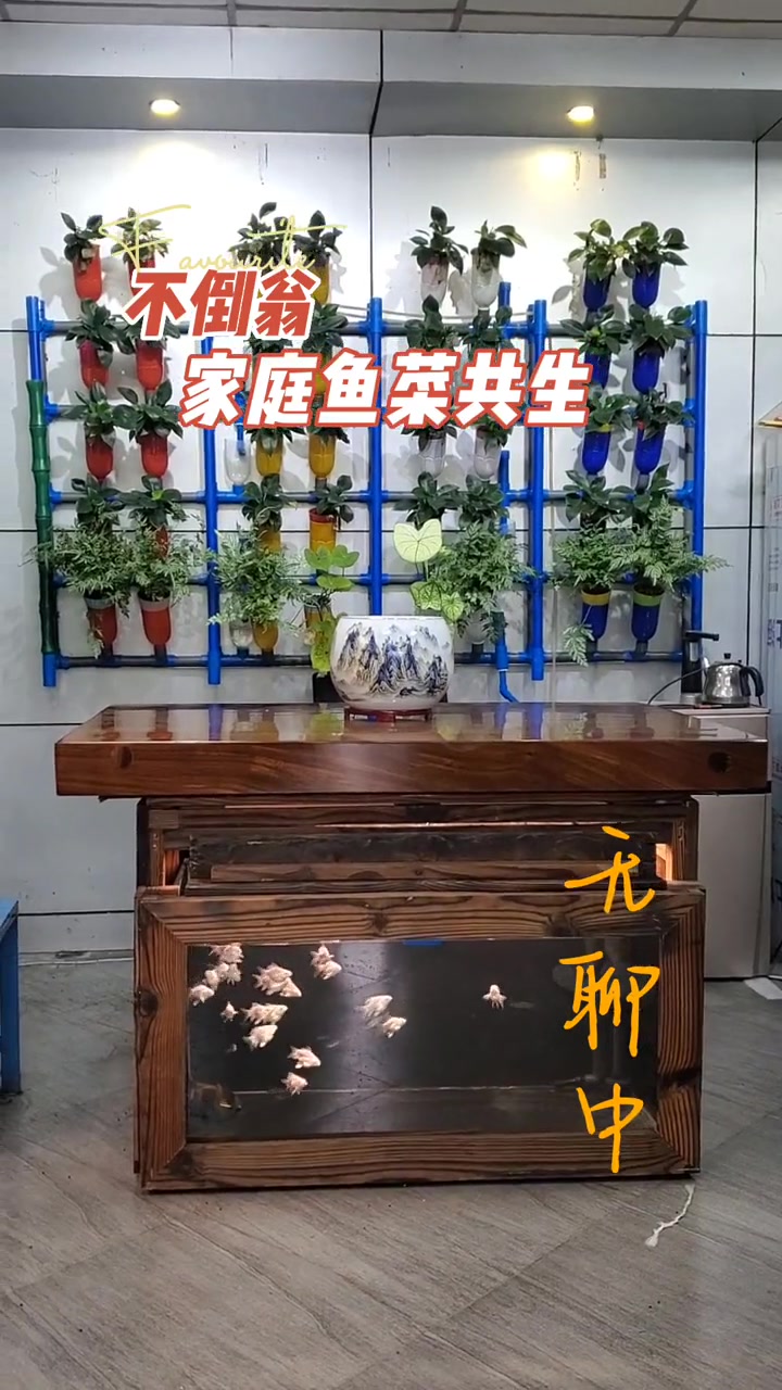 等你来泡茶 鱼菜共生系统
