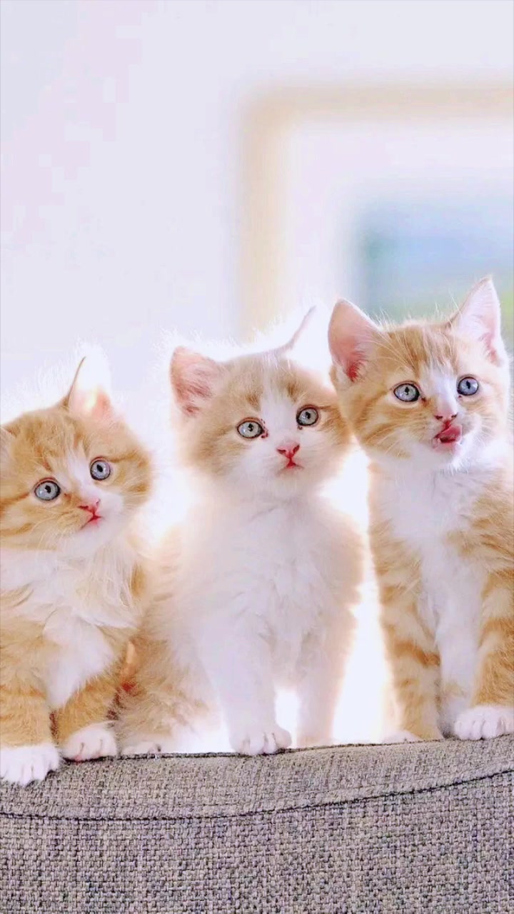最可爱的猫咪图片,小小的,可爱极了
